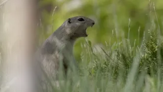 Zvuky prírody (3/3)