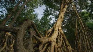 Kořeny života (2/3)