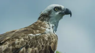 Kořeny života (2/3)