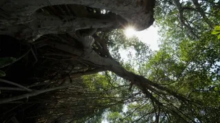 Kořeny života (2/3)