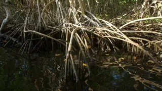 Kořeny života (2/3)