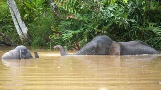 Zázračná planéta: Špióni v prírode (1/4)