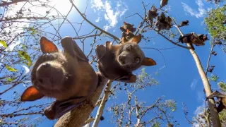 Zázračná planéta: Špióni v prírode (1/4)