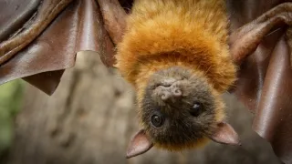 Zázračná planéta: Špióni v prírode (1/4)