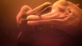 Zázračná planéta: Špióni v prírode (1/4)