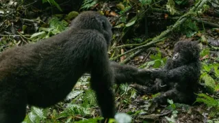 Zázračná planéta: Špióni v prírode (1/4)