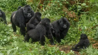 Zázračná planéta: Špióni v prírode (1/4)