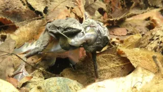 Kráľovstvo divočiny: Zimná príroda v Okutame