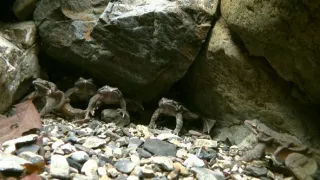 Kráľovstvo divočiny: Zimná príroda v Okutame