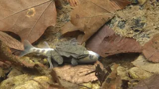 Kráľovstvo divočiny: Zimná príroda v Okutame