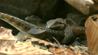 Kráľovstvo divočiny: Zimná príroda v Okutame