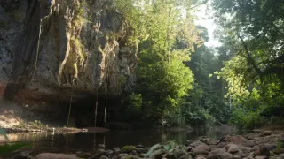 Poslední tygři malajští