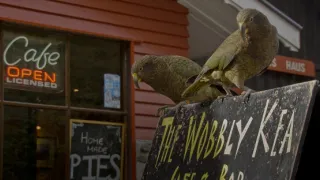 Ptačí inteligence bez hranic