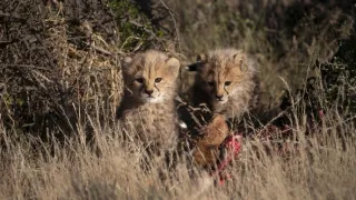 Zázračná planéta: Gepardy a ja (1/2)