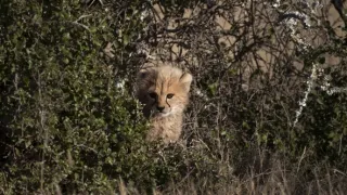 Zázračná planéta: Gepardy a ja (1/2)