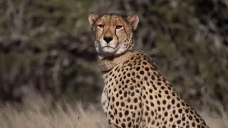 Zázračná planéta: Gepardy a ja (1/2)