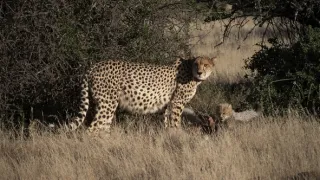 Zázračná planéta: Gepardy a ja (1/2)