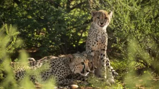 Zázračná planéta: Gepardy a ja (1/2)