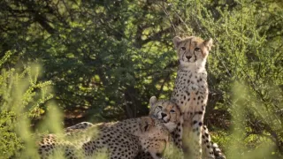 Zázračná planéta: Gepardy a ja (1/2)