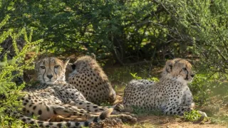 Zázračná planéta: Gepardy a ja (1/2)