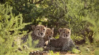 Zázračná planéta: Gepardy a ja (1/2)