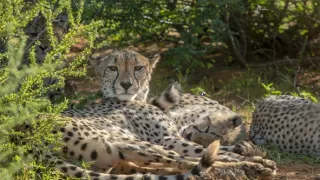 Zázračná planéta: Gepardy a ja (1/2)