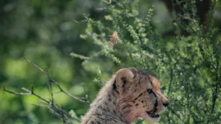 Zázračná planéta: Gepardy a ja (1/2)