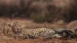 Zázračná planéta: Gepardy a ja (1/2)