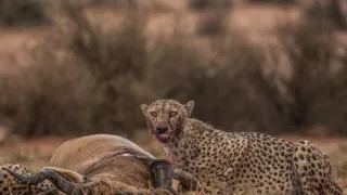 Zázračná planéta: Gepardy a ja (1/2)