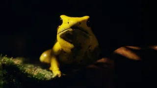 Nejdokonalejší tvorové v umění přežít (3/5)