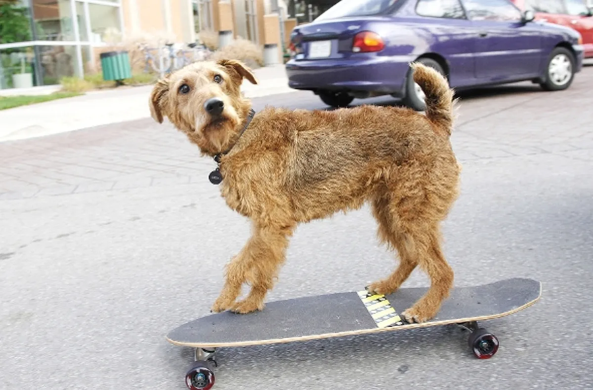 Rex - superpes (Firehouse Dog), 2007 - fotogaléria