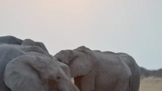 Boj o sloní trůn