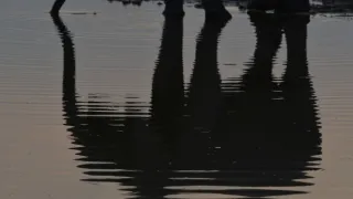 Boj o sloní trůn
