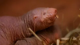 Tvorivé diela zvieracej ríše (2/3)