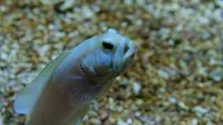 Tvorivé diela zvieracej ríše (2/3)