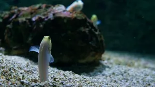 Tvorivé diela zvieracej ríše (2/3)