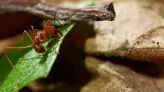 Tvorivé diela zvieracej ríše (2/3)