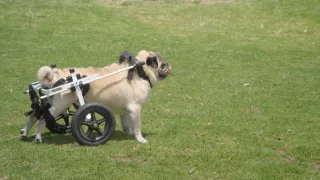 Veterinář z Bondi Beach XI (8)