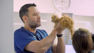 Veterinář z Bondi Beach XI (8)