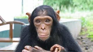 Útulek pro záchranu šimpanzů Jane Goodallové (2/6)