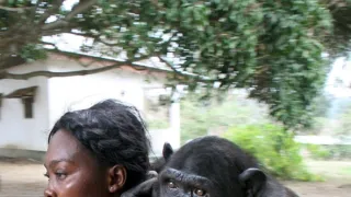 Útulek pro záchranu šimpanzů Jane Goodallové (2/6)