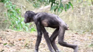 Útulek pro záchranu šimpanzů Jane Goodallové (2/6)