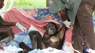 Útulek pro záchranu šimpanzů Jane Goodallové (2/6)