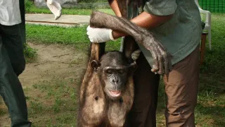 Útulek pro záchranu šimpanzů Jane Goodallové (2/6)