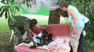 Útulek pro záchranu šimpanzů Jane Goodallové (2/6)