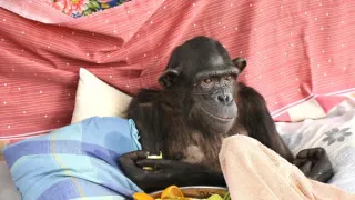 Útulek pro záchranu šimpanzů Jane Goodallové (2/6)