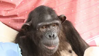 Útulek pro záchranu šimpanzů Jane Goodallové (2/6)