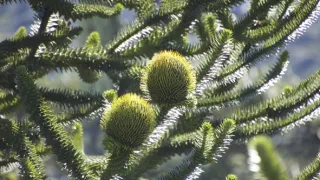 Kořeny života (3/3)