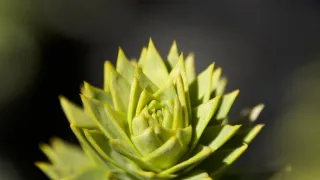 Kořeny života (3/3)