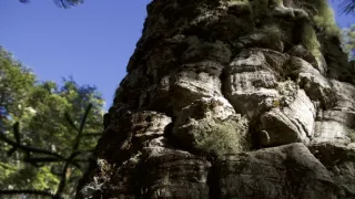 Kořeny života (3/3)